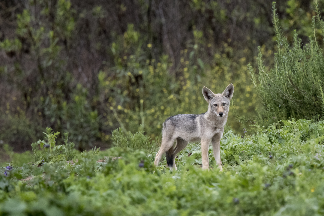 coyote DSC_8854 201806 720.jpg