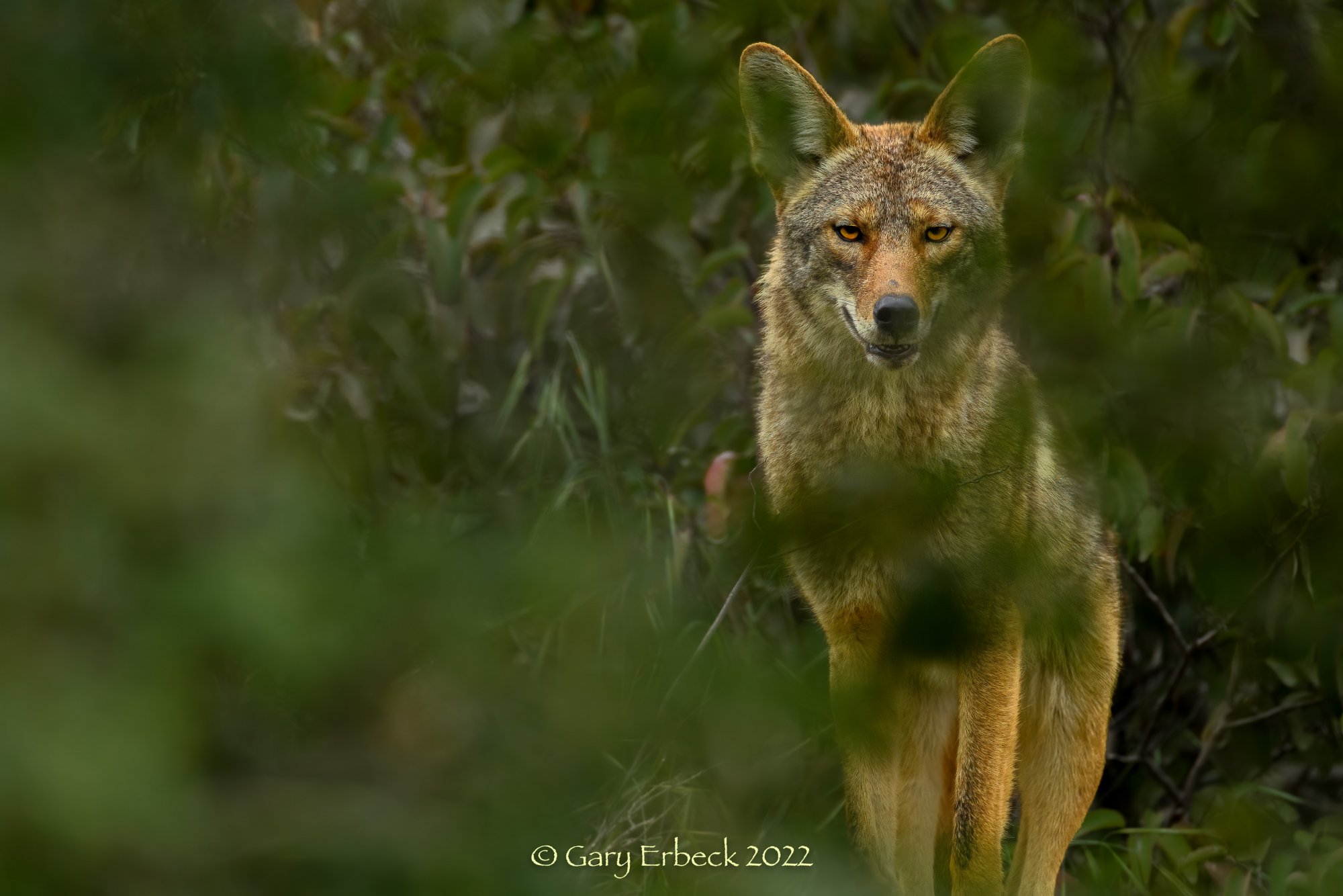 Coyote in bush.jpg
