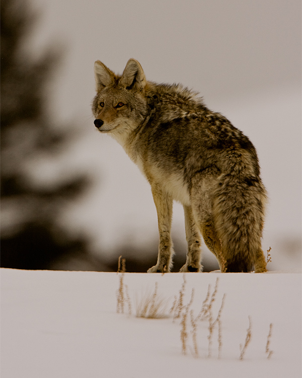 Coyote in the Snow Crop.jpg