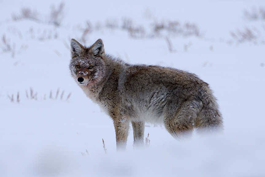 Coyote in the Snow.jpg