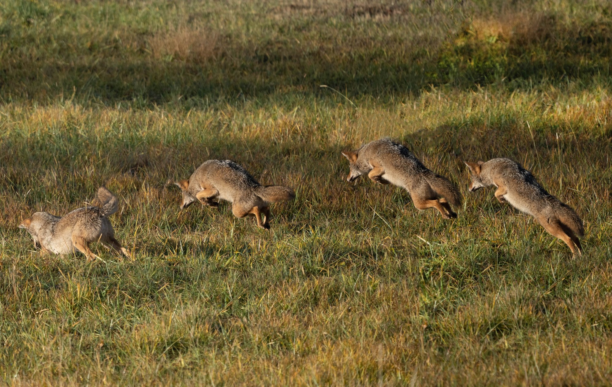 coyote jump.jpg