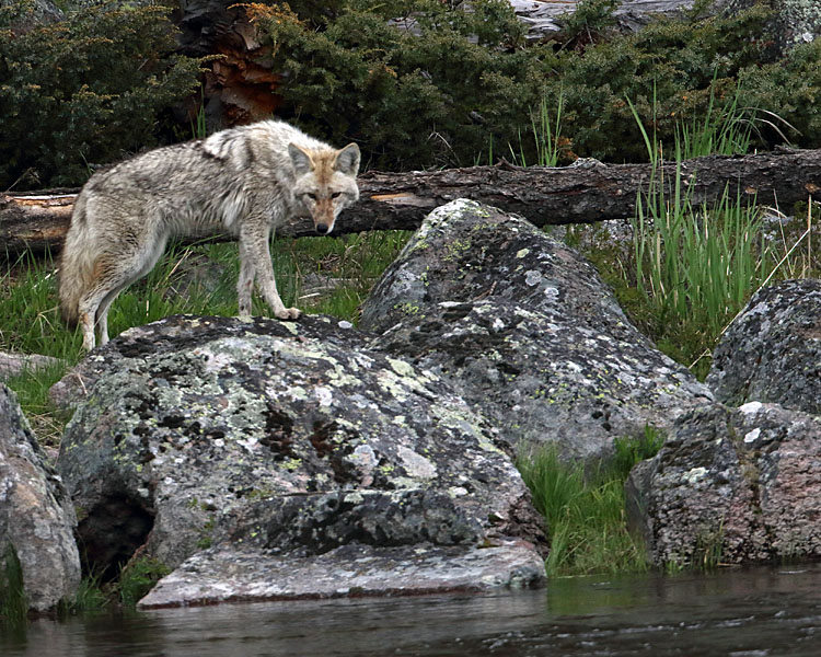 Coyote on the Madison.jpg