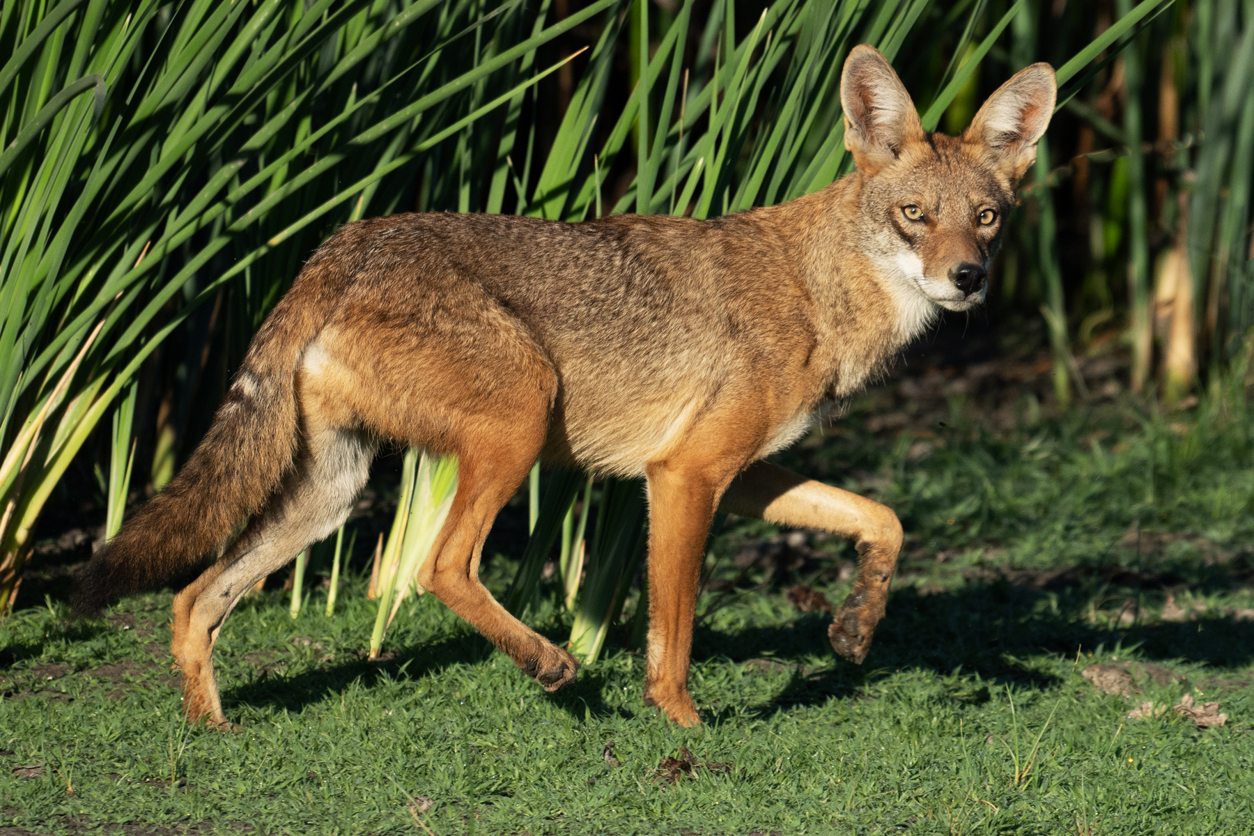 COYOTE ON THE RUN 06 30 2024 _DSC0124.jpg