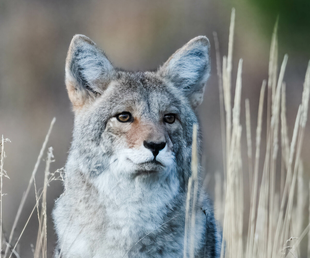 Coyote Portrait.jpg