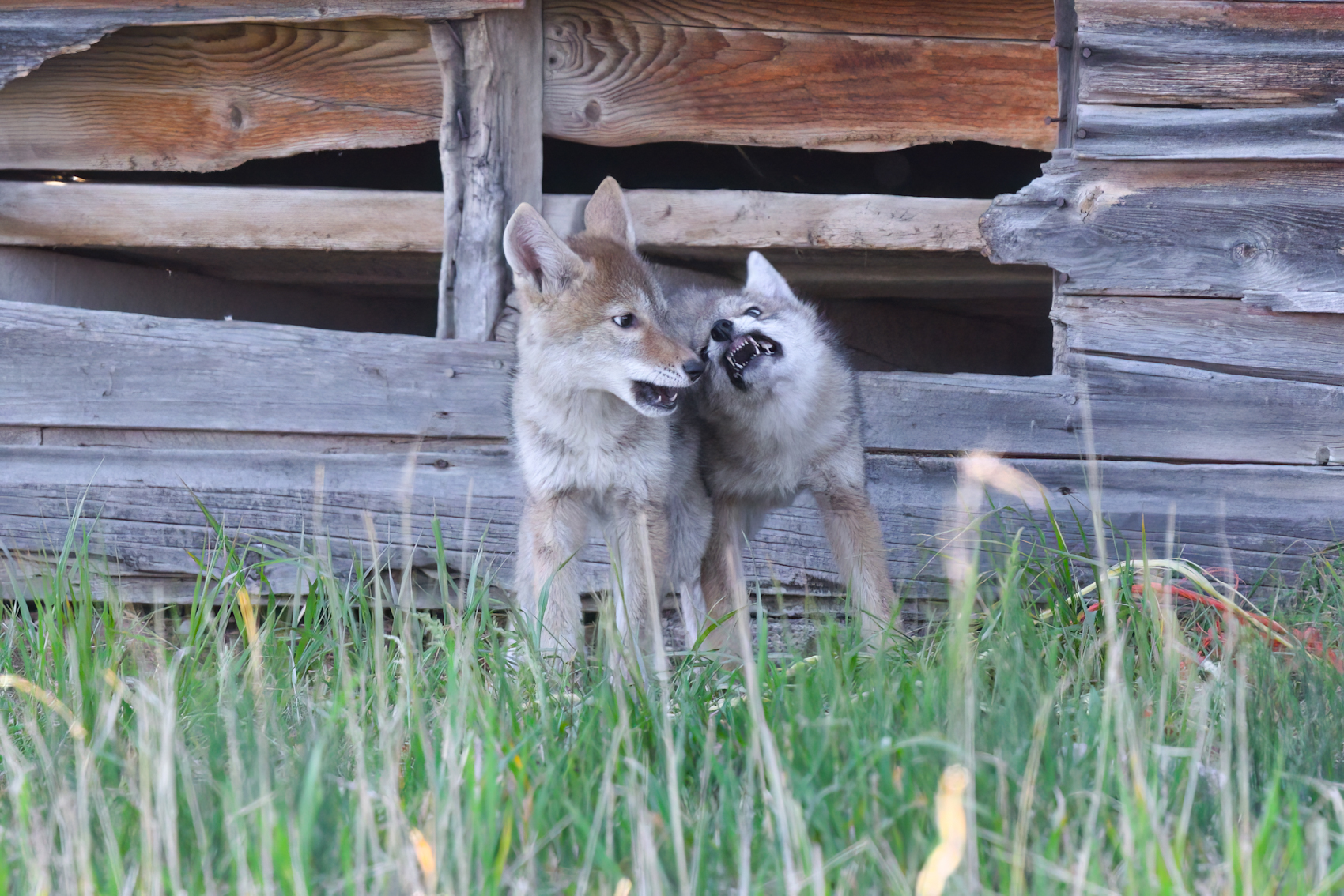 Coyote Pups 1.jpg