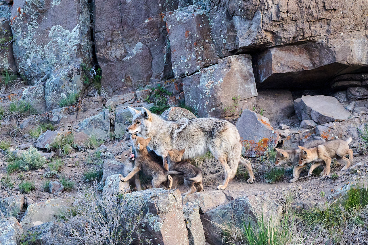 Coyote & Pups_NZ9_9695.jpg