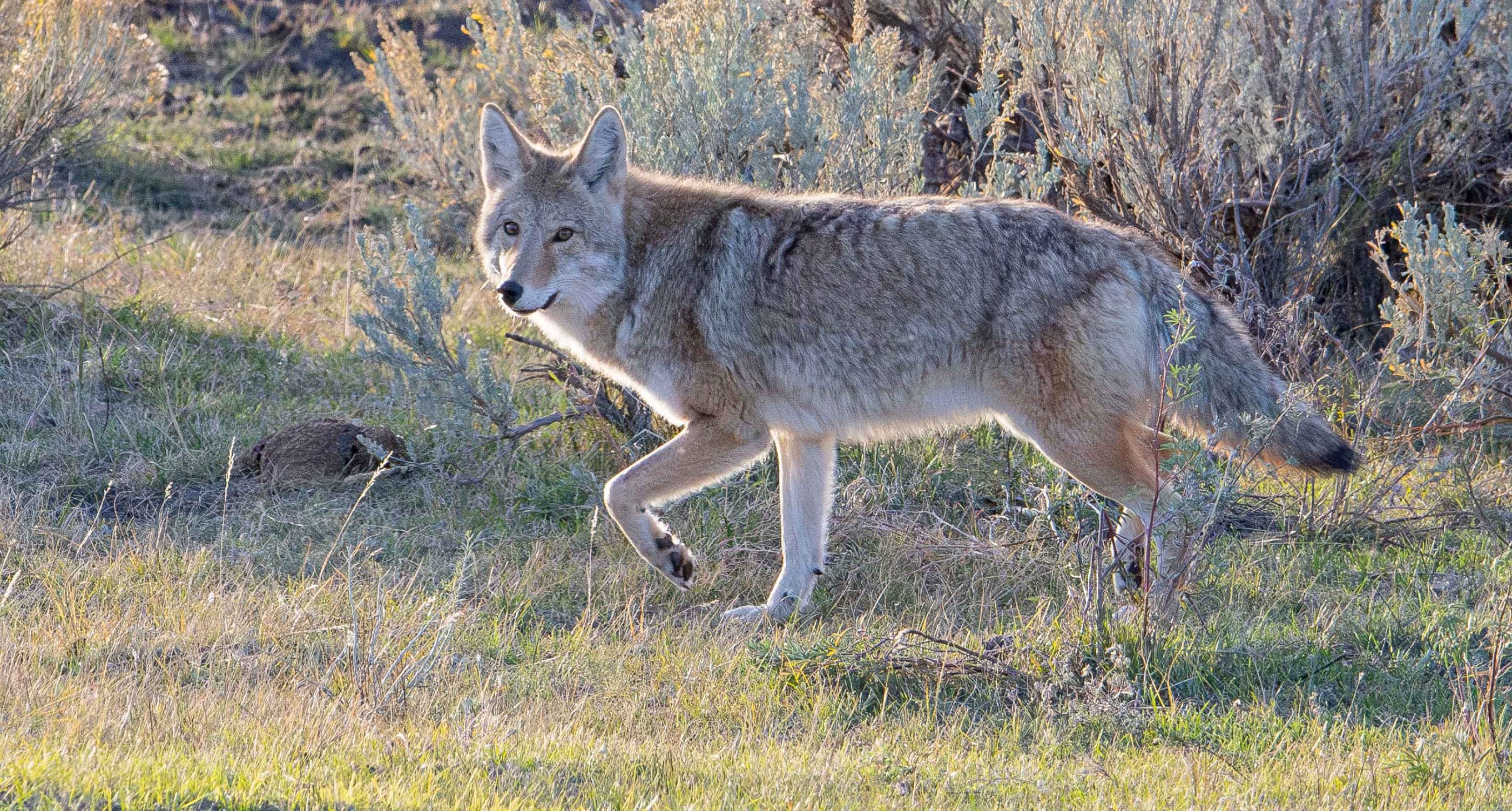 Coyote vergrößert.jpg