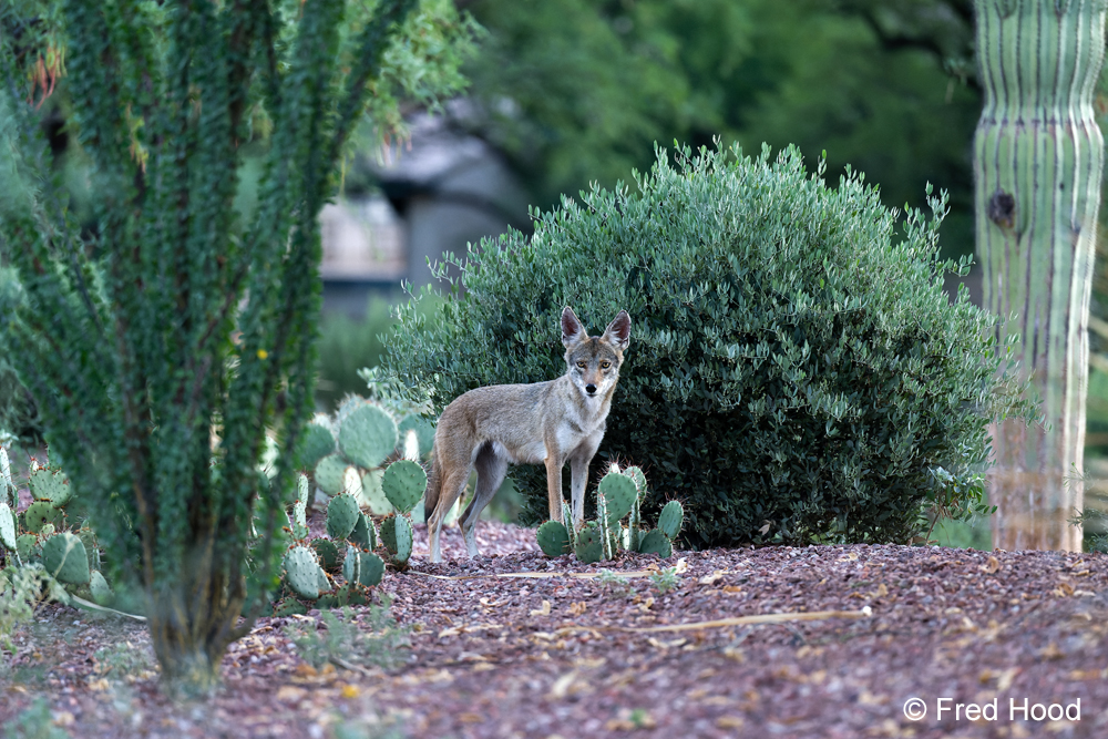 coyote Z8 14102 DxO.jpg