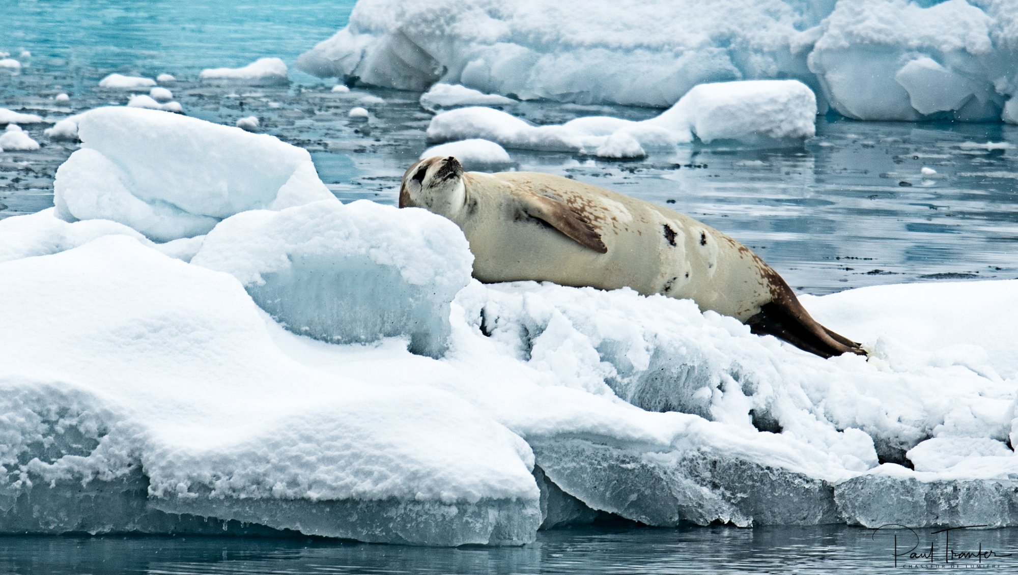 Crab-Eater-Seal.jpg