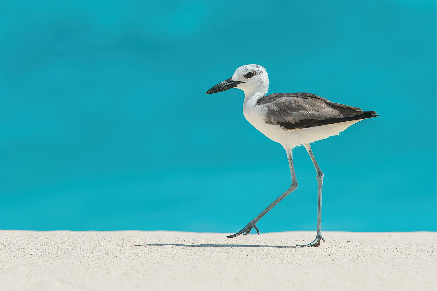 crab plover.jpg