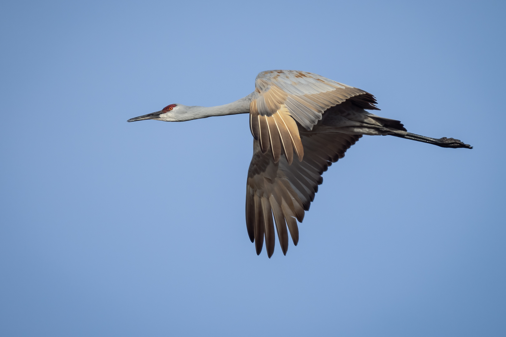 Crane in flight-1.jpg