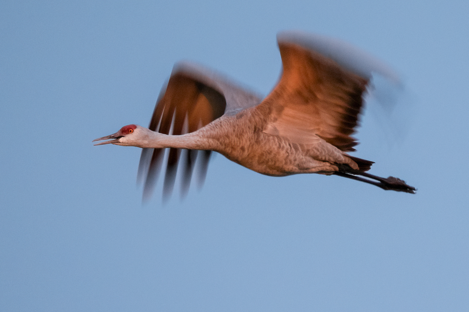 Crane in flight-2.jpg