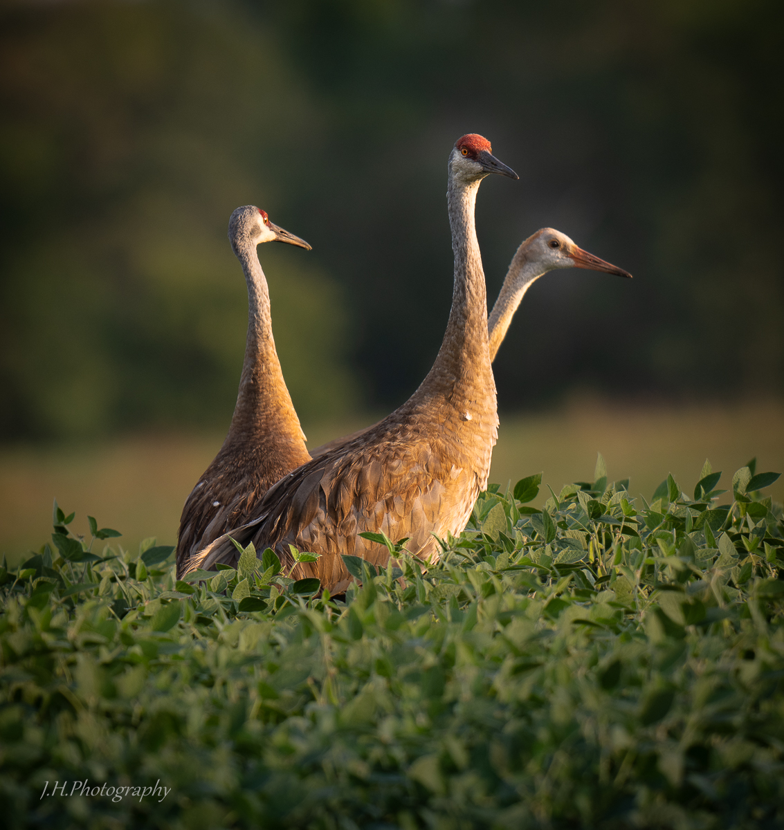 Crane Trinity.jpg