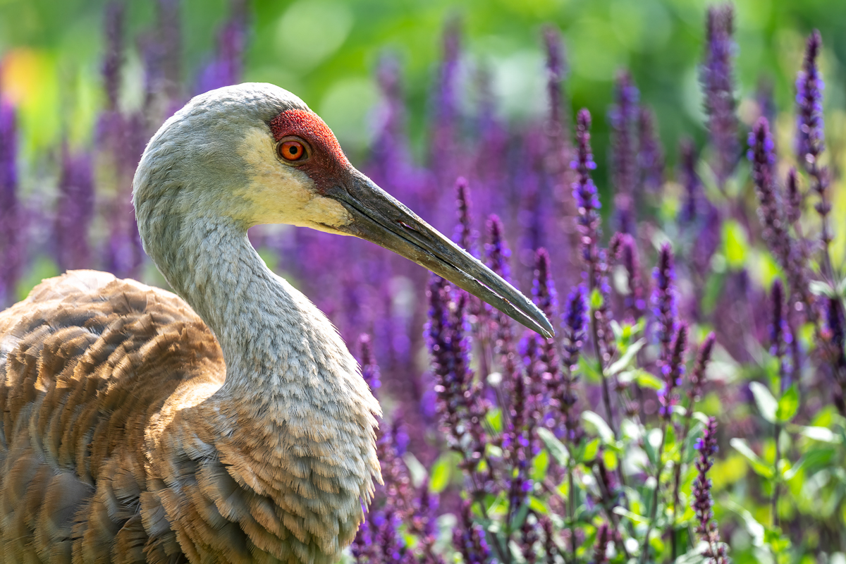 Crane with ornamental sage.jpg