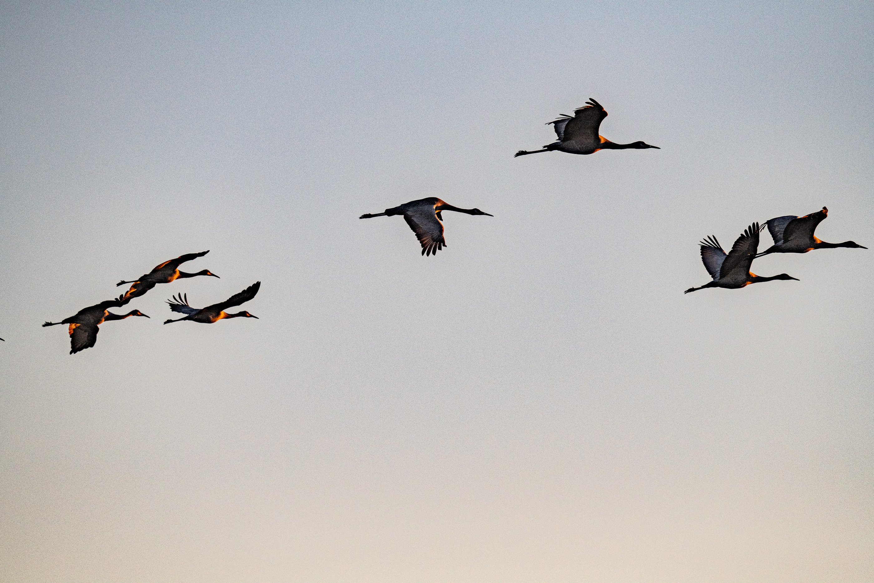 Cranes in the light of the rising sun2.jpg