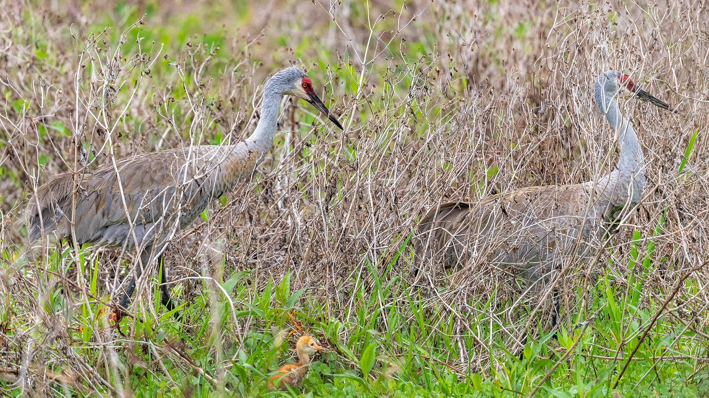 cranes_baby.jpg