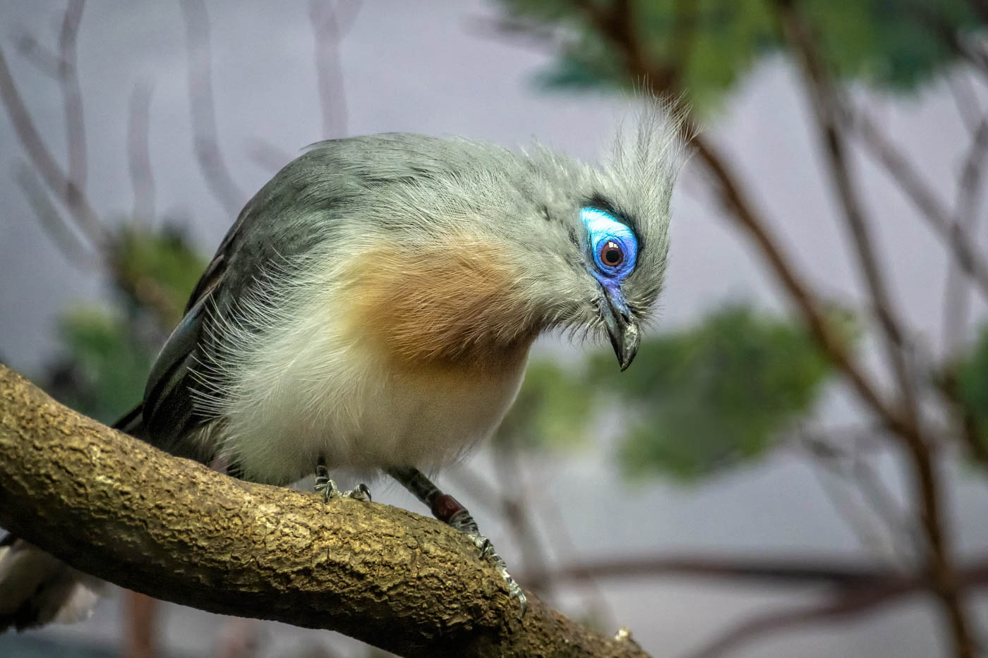 crested coua of madagaspar-15071.jpg