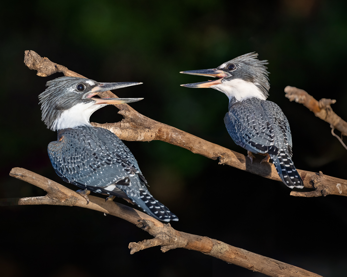 Crested kingfishers.jpg