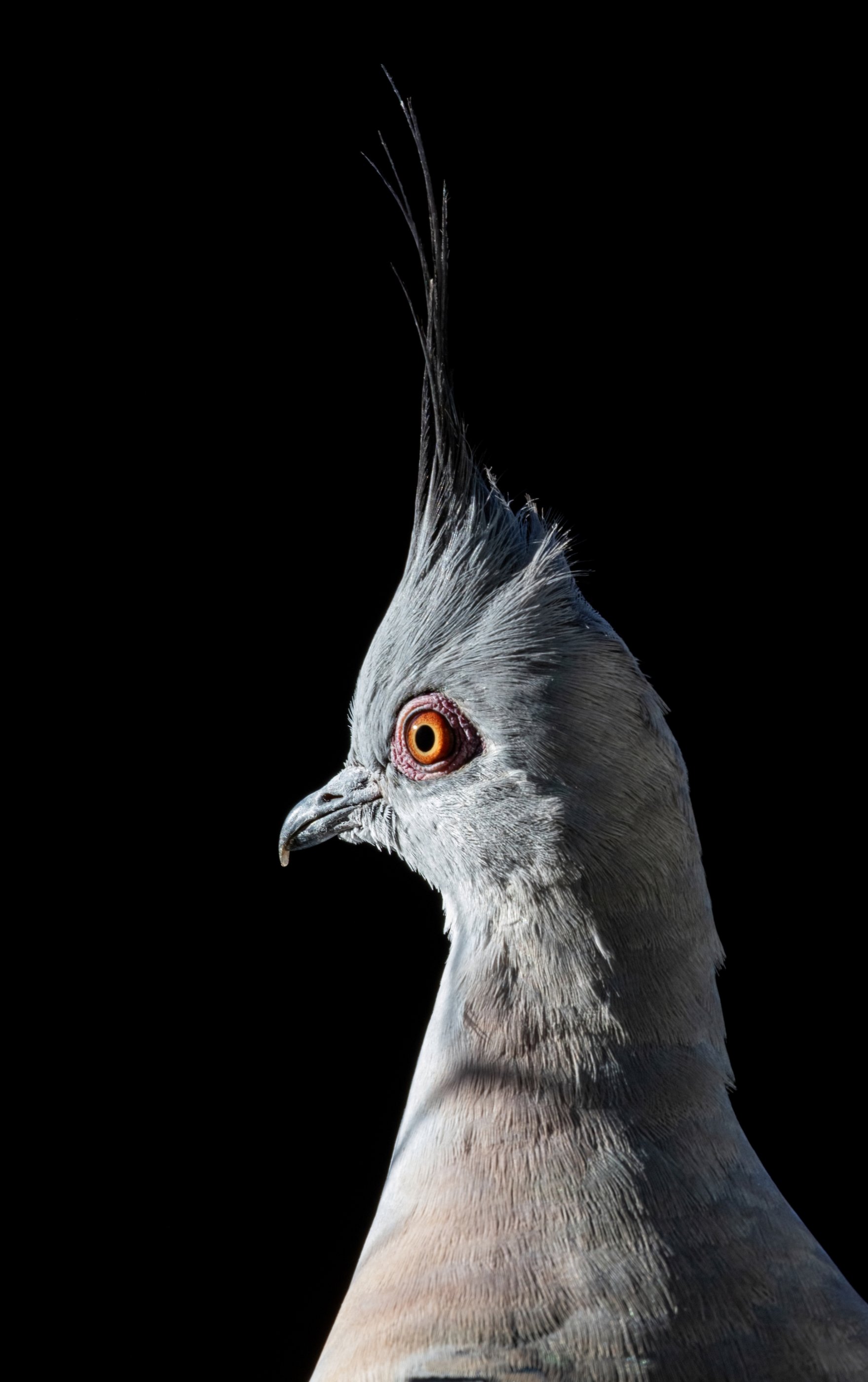 crested pigeon 19 06 24-5844-DeNoiseAI-standard resize.jpg