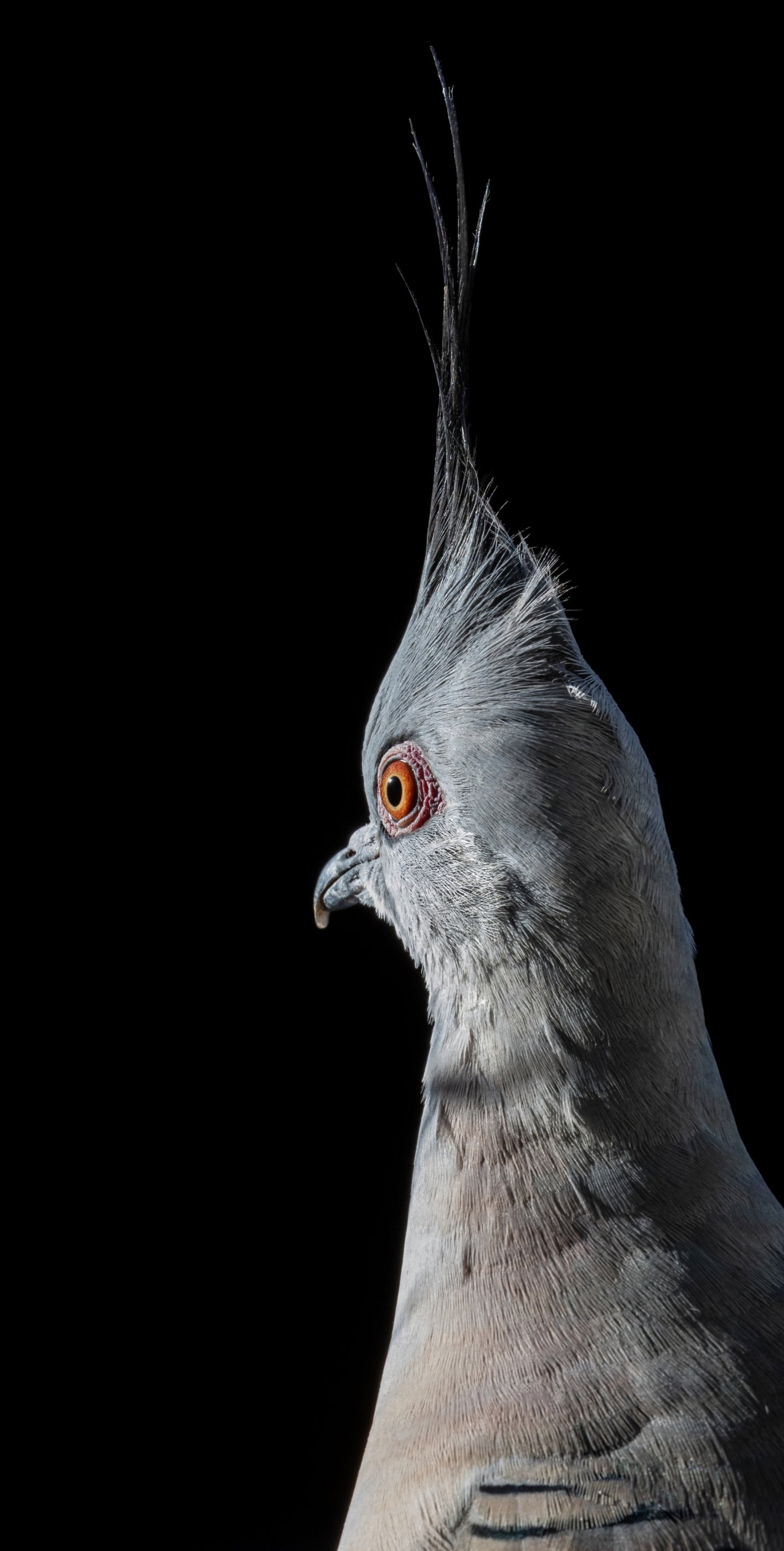 crested pigeon 19 06 24-5851-DeNoiseAI-standard resize.jpg