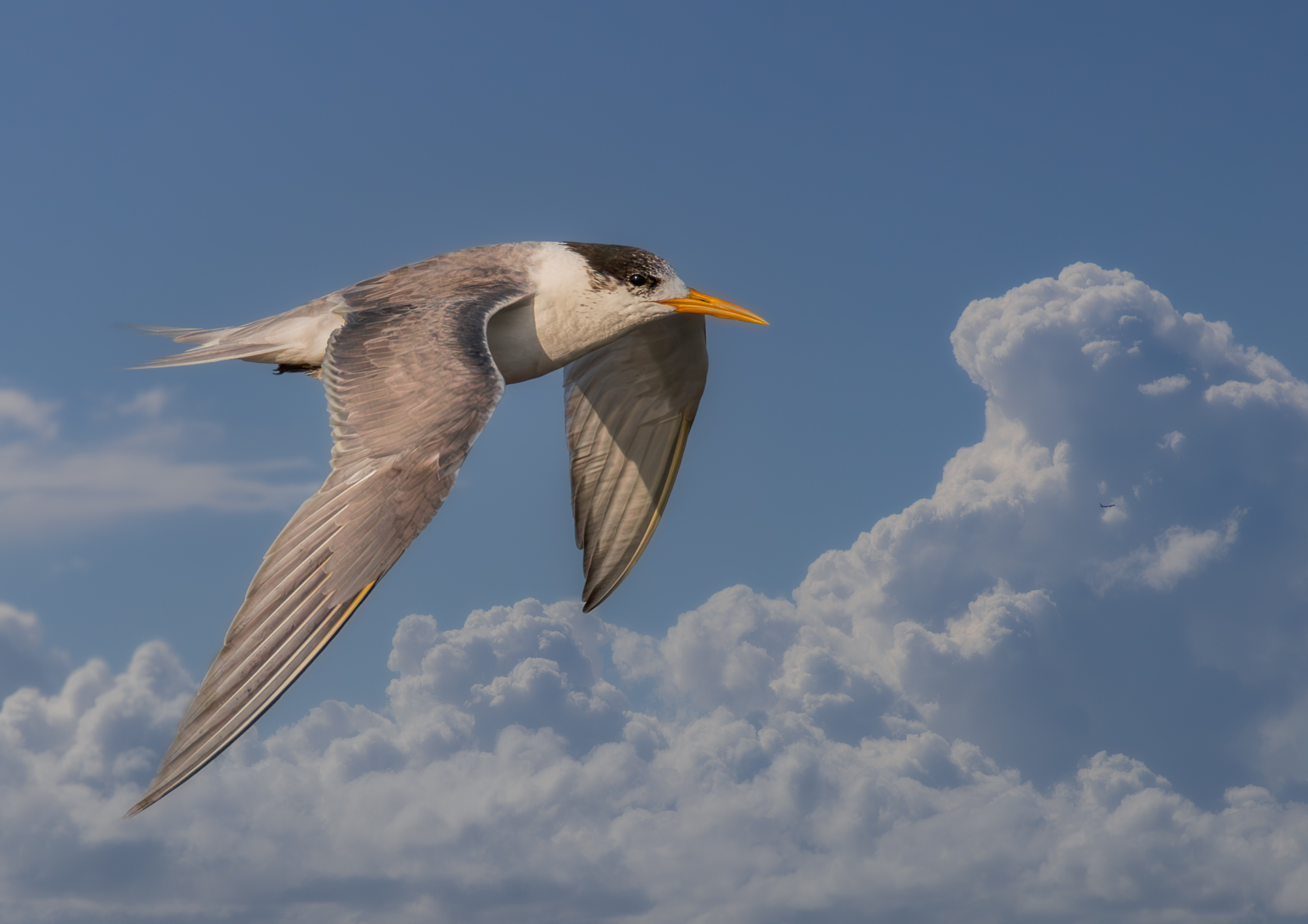 Greater Crested Tern