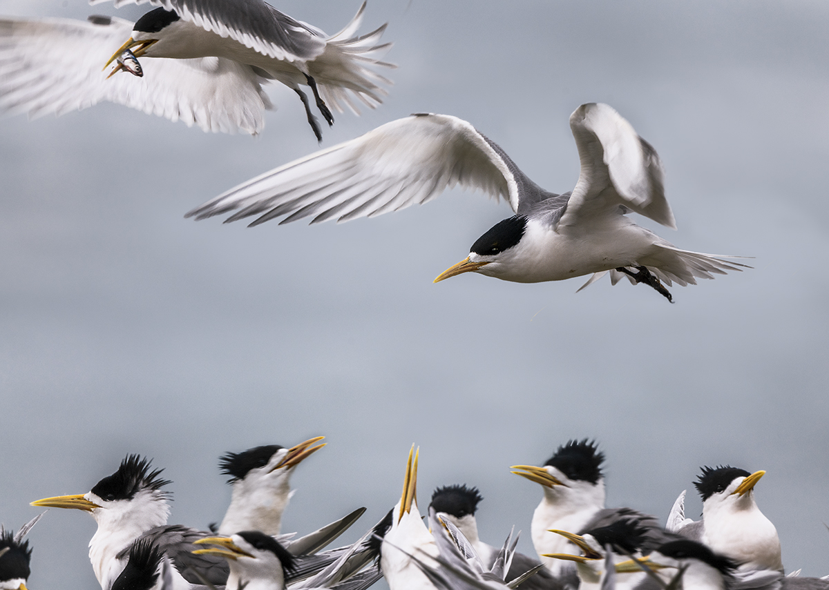 Crested Terns_Crowded Colony.jpg