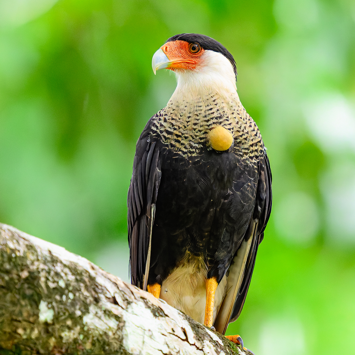 Crested_Caracara_BCG_Z9N7351.jpg