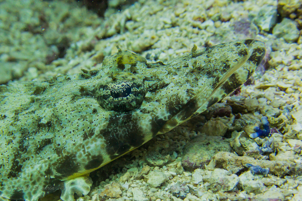 CrocFish-2.jpg