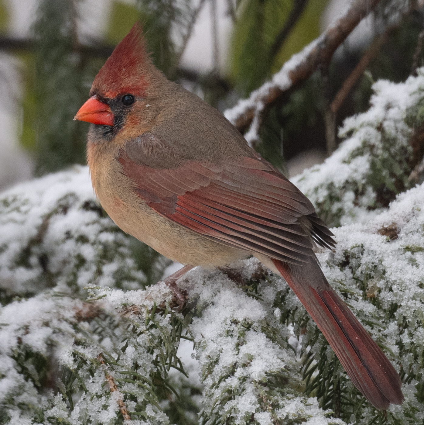 crop 1398 female cardinal.jpg