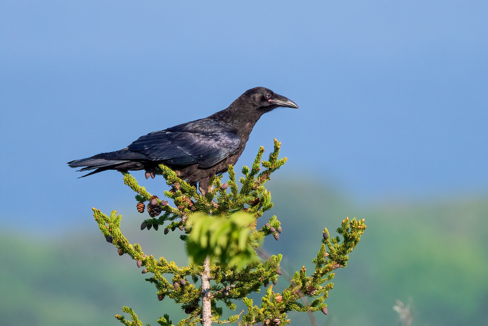 Crow.1.jpg