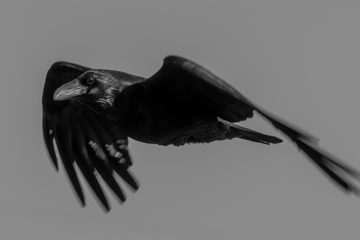 Crow-PtReyes.jpg