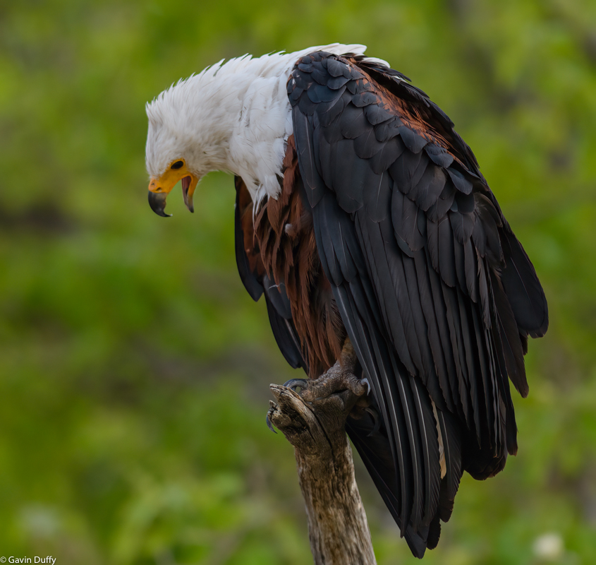 Cry of the Fish Eagle (1 of 1).jpg