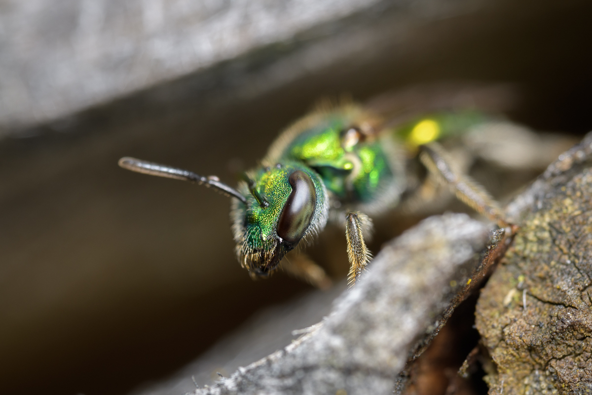 Cuckoo Wasp 2 (2).jpg