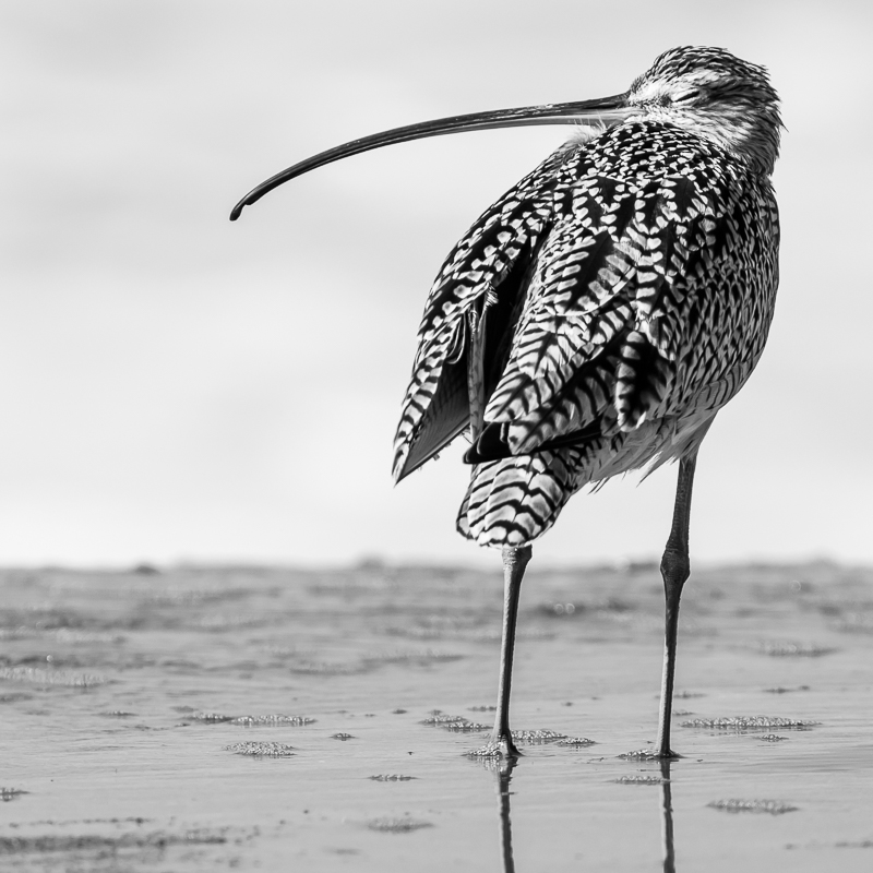 curlew at salinas river NWR.jpg