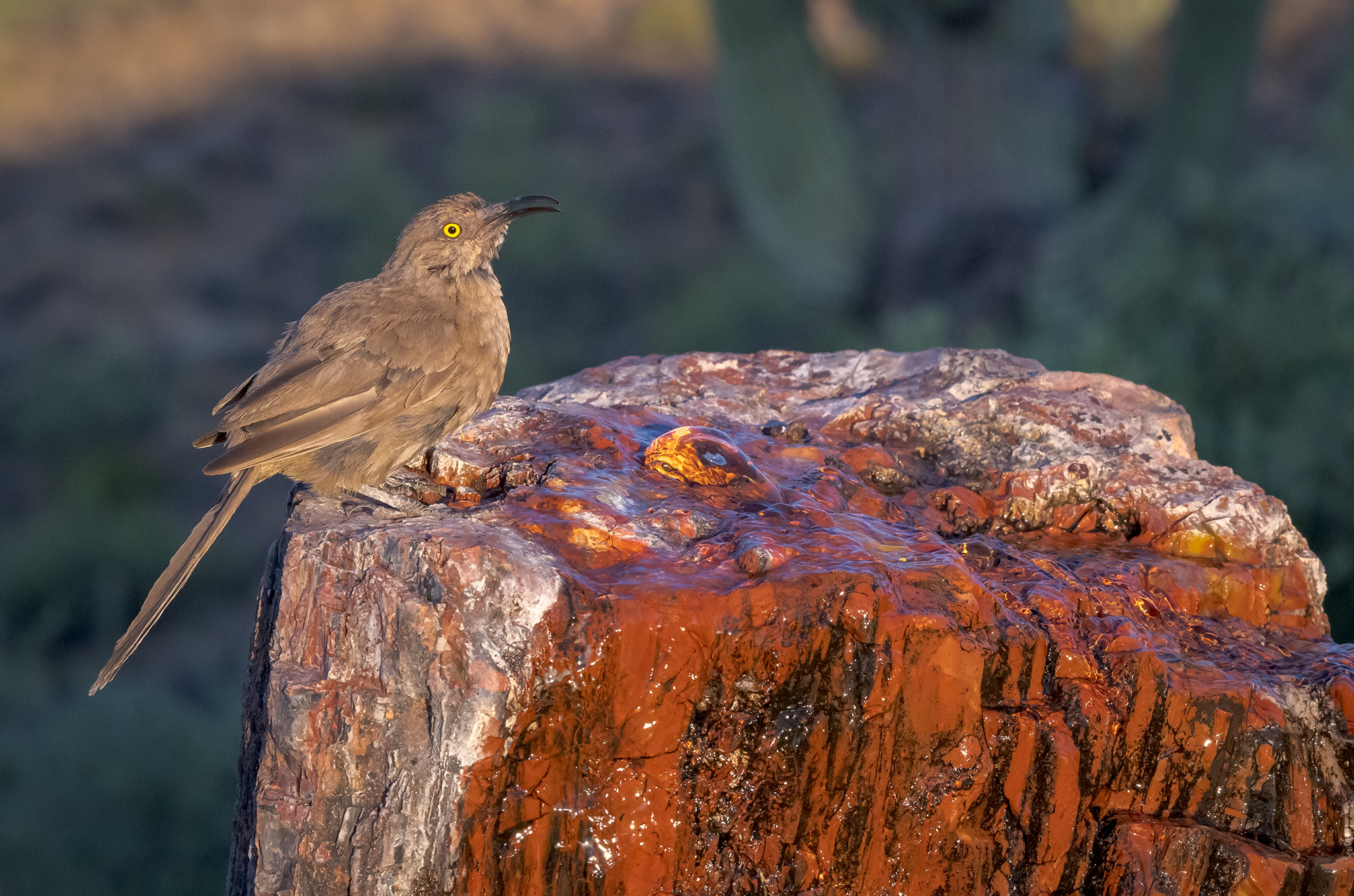 Curve Billed Thrasher - _MDH8049 - July 21, 2024 copy.jpg