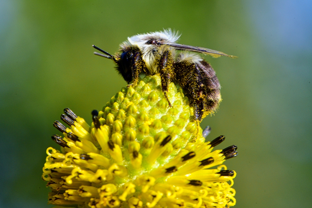 CVNP 08-24-2020 Bee (Prekop).jpg
