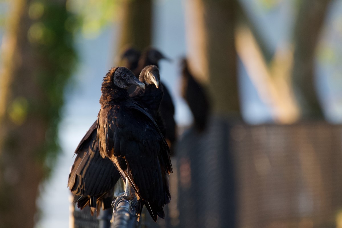 cw vultures fence.jpg