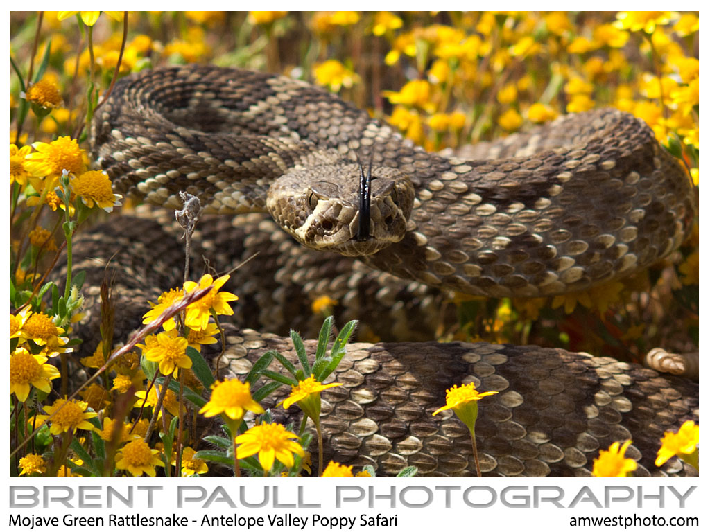 Mohave Green Rattlesnake | Backcountry Gallery Photography Forums