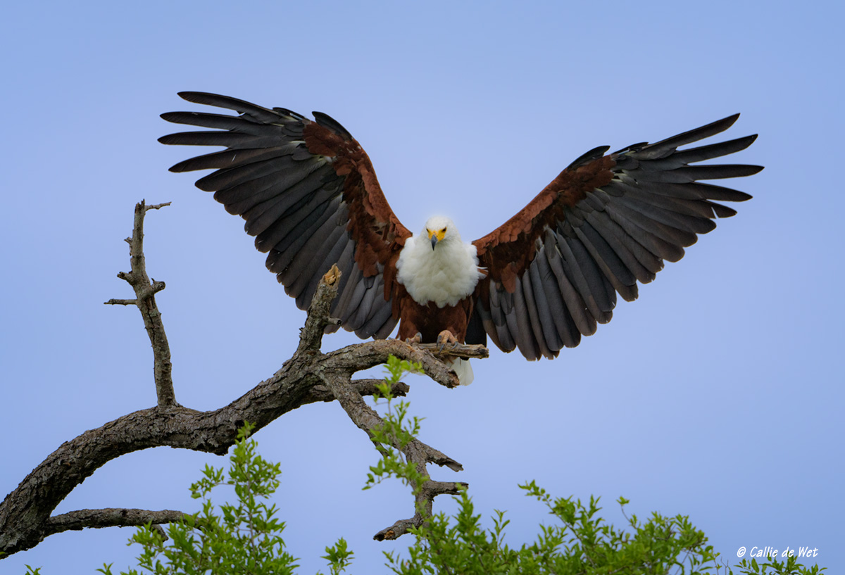 The African Fish Eagle - Know your subject - Bird photography