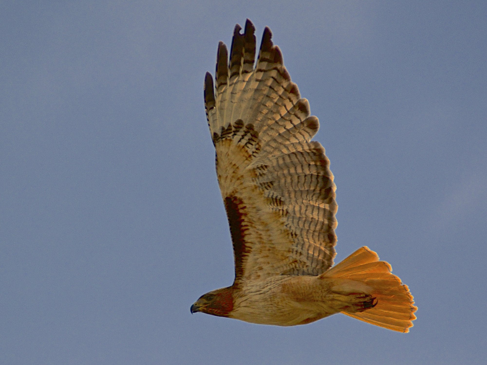 D71_4690 - Redtail hawk.jpg