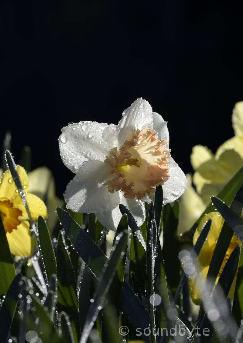 Daffodil_1_170921_BCG.jpg