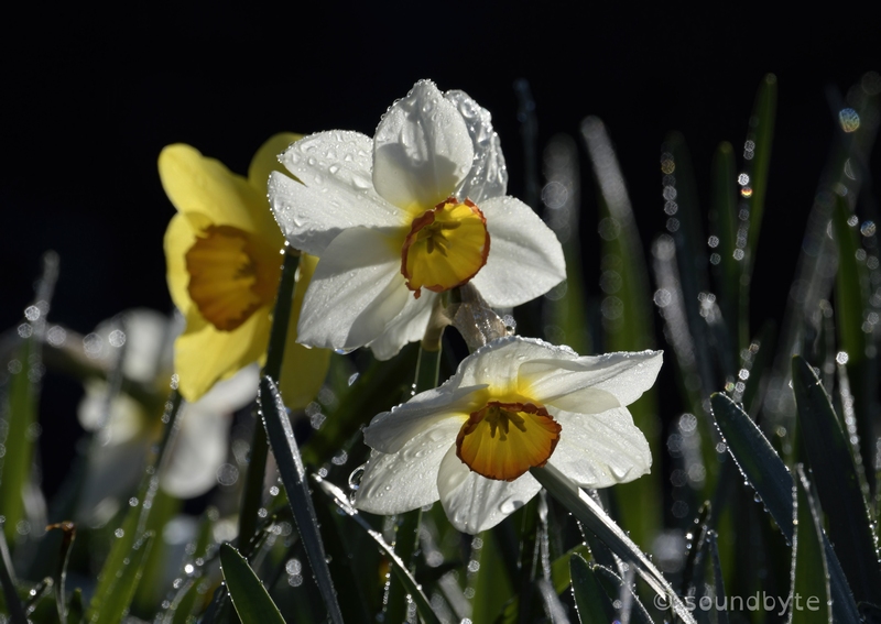 Daffodils_2_170921_BCG.jpg