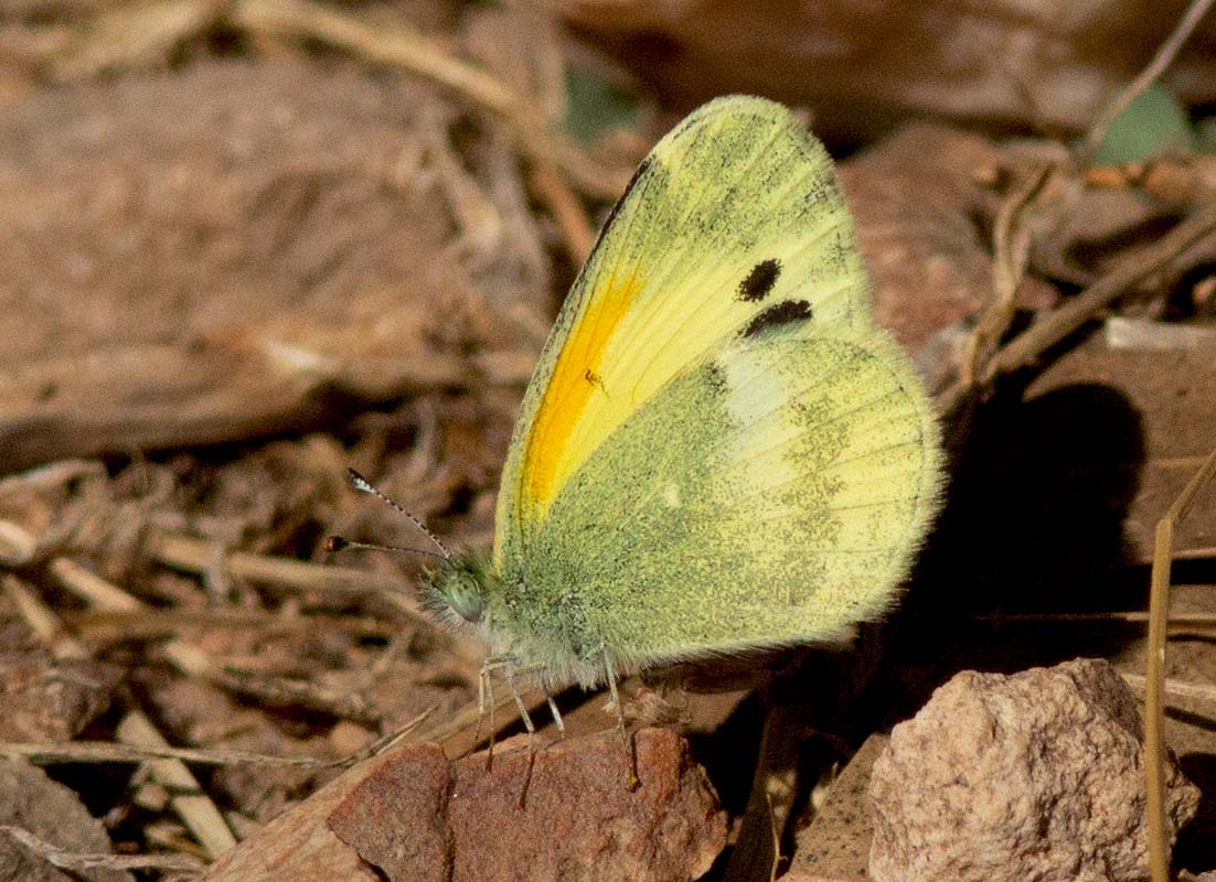  Dainty Sulphur IMG_6960  Mary Jos10262014  Mary Jos10262014.jpg