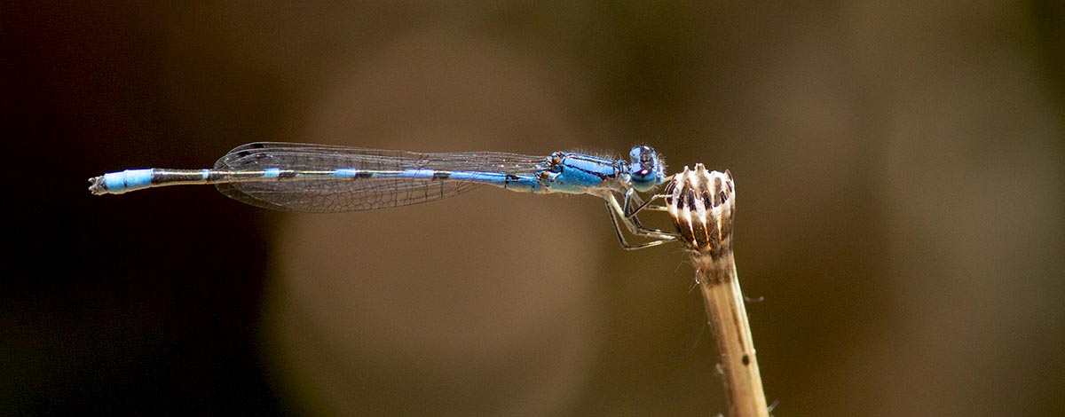 Damsel FlyFamiliar Bluet probablyPage Springs 04232014 (4).jpg