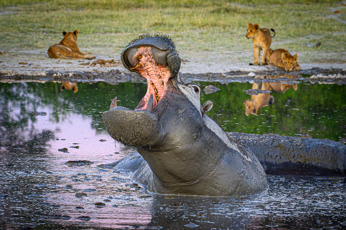 danger hippo mokolwane.jpg