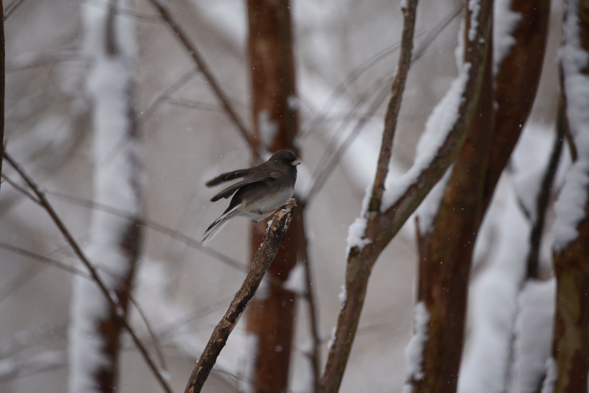 Dark Eyed Junco.JPG