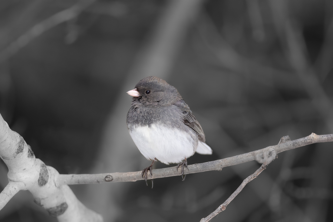 Dark-eyed Junco sized.jpg