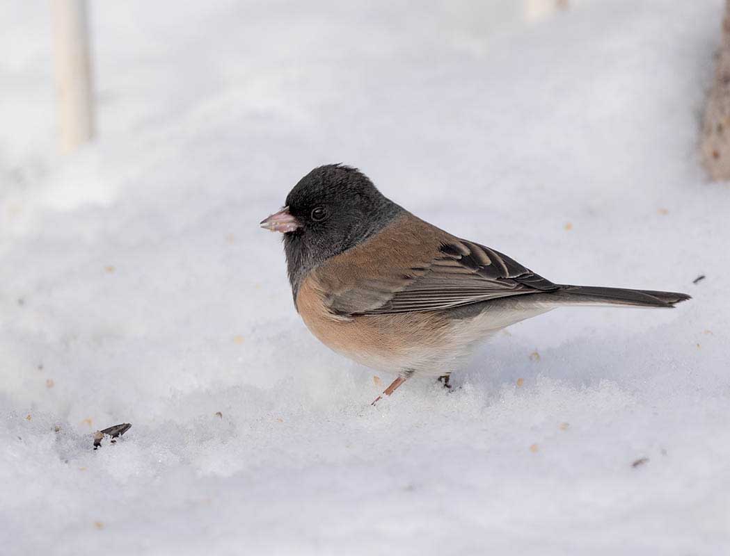 Dark-eyed Junco  Tony battiste's  Oregon 850_132112272020.jpg