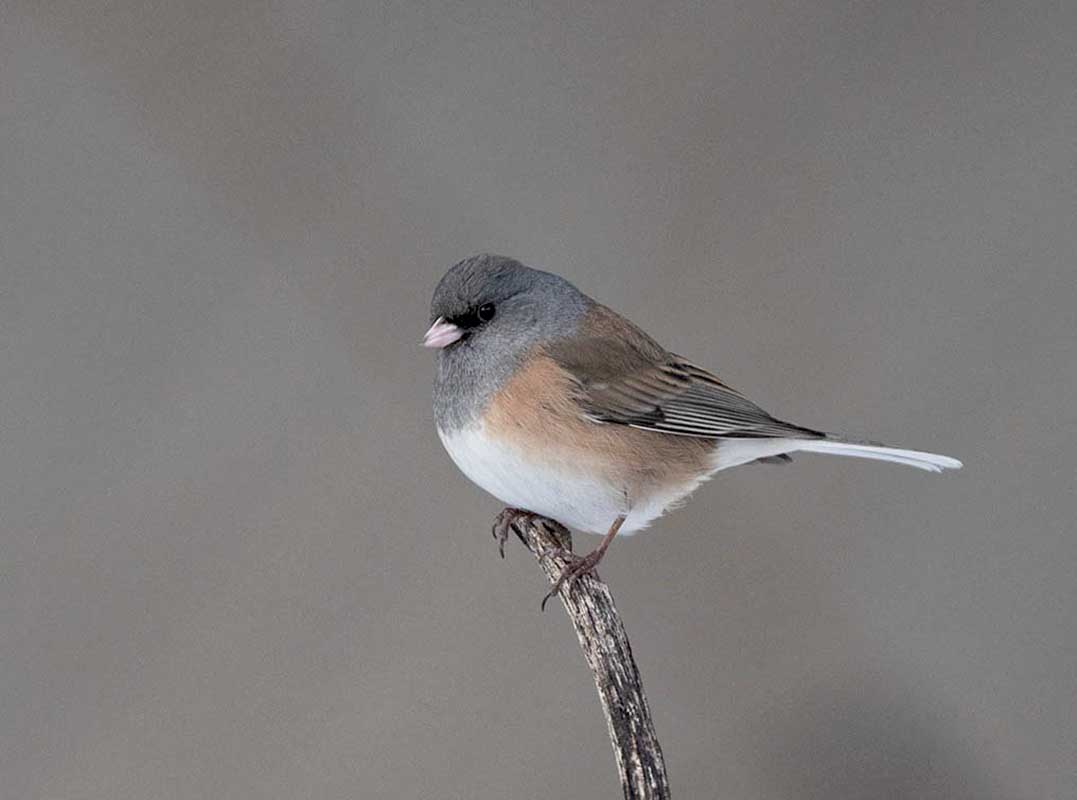 Dark-eyed Junco  Tony Battiste's  Pink-sided 850_146612272020.jpg