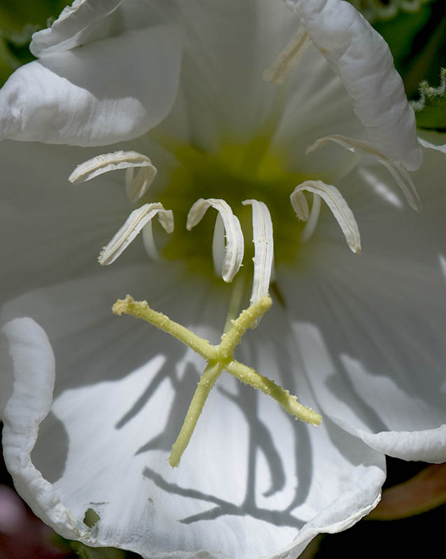 Datura Sonora Desert Museum Z72_098004232021.jpg